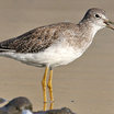 Greater Yellowlegs